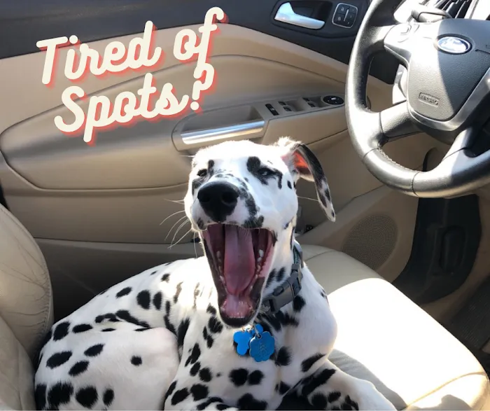 Wet Wash Car Wash Picture 6