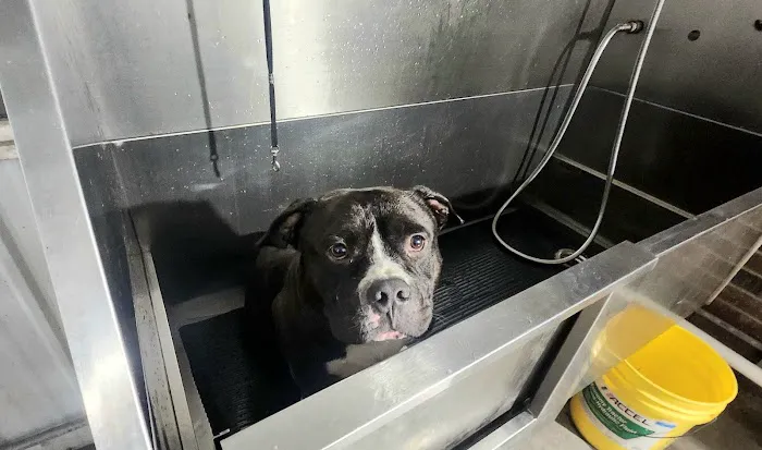 Lucky Time Dog And Carwash Picture 2