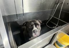 Lucky Time Dog And Carwash photo 2