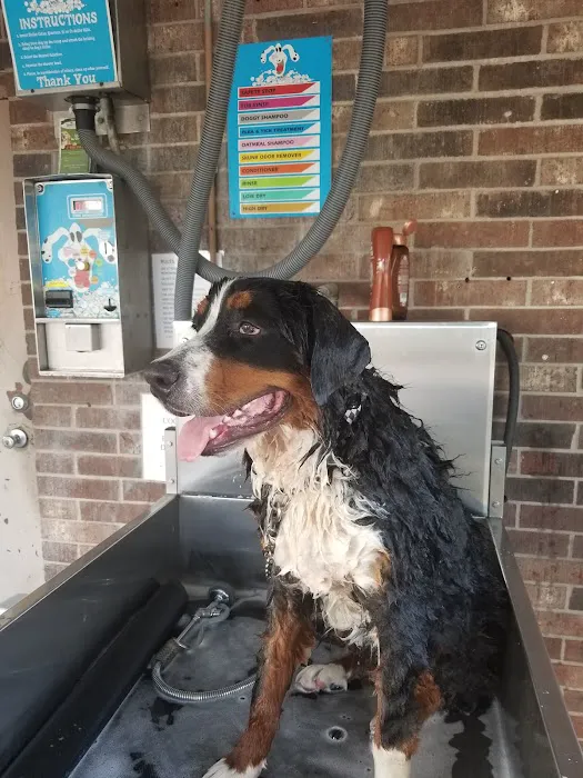 Lucky Time Dog And Carwash Picture 1