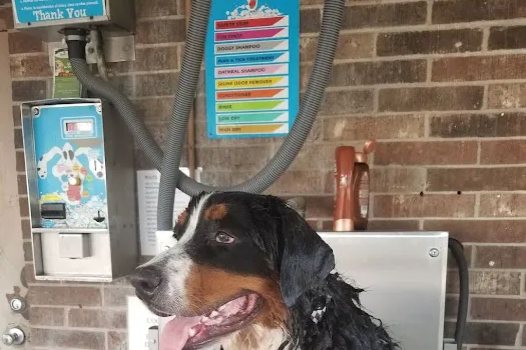 Lucky Time Dog And Carwash