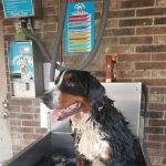 Lucky Time Dog And Carwash