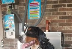 Lucky Time Dog And Carwash photo 1