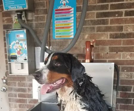 Lucky Time Dog And Carwash