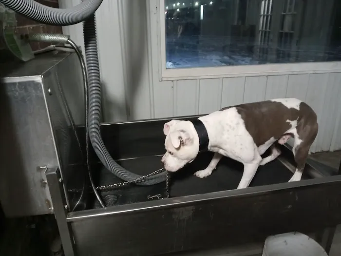 Lucky Time Dog And Carwash Picture 7