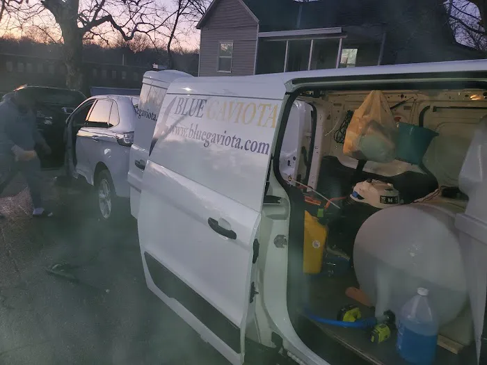 BlueGaviota Picture 4