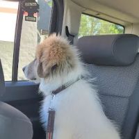 Squeaky Clean Car Wash ico