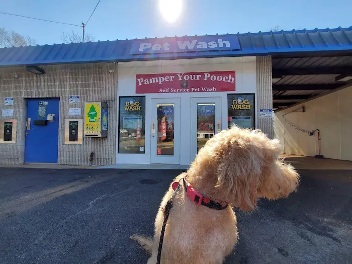 Pamper Your Pooch Picture 2