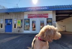 Pamper Your Pooch photo 2