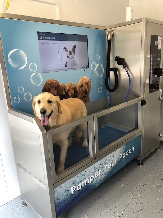 Pamper Your Pooch Picture 1