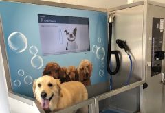 Pamper Your Pooch photo 1