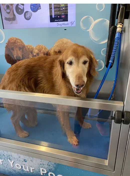 Pamper Your Pooch Picture 5