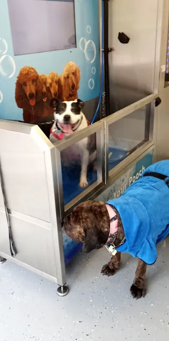 Pamper Your Pooch Picture 6