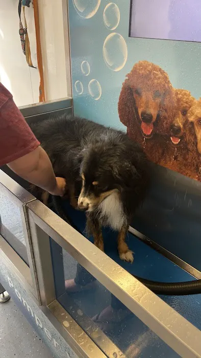 Pamper Your Pooch Picture 7