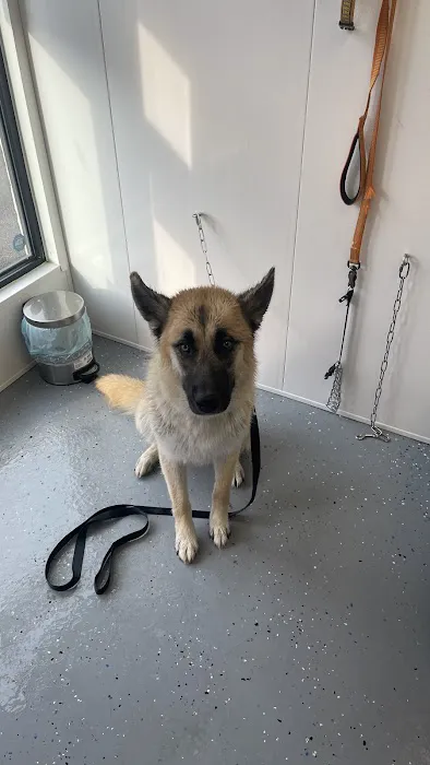 Pamper Your Pooch Picture 10