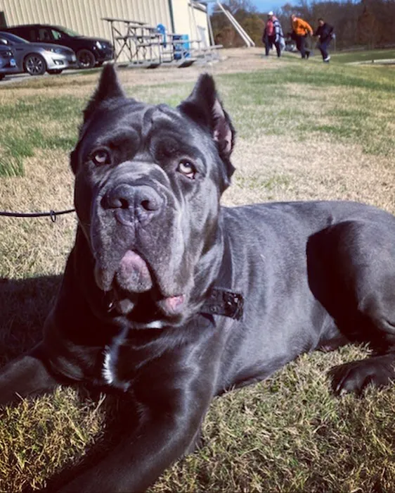 Pamper Your Pooch Picture 9