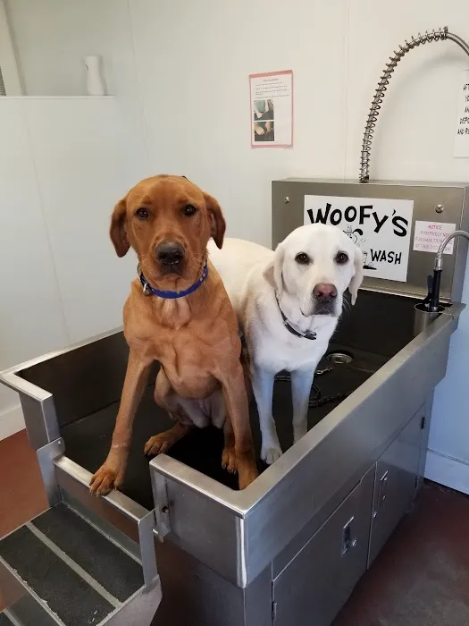 Sure Shine Auto Wash Picture 9