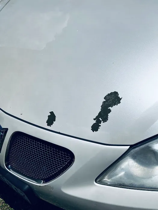 Wooly Wash Picture 3