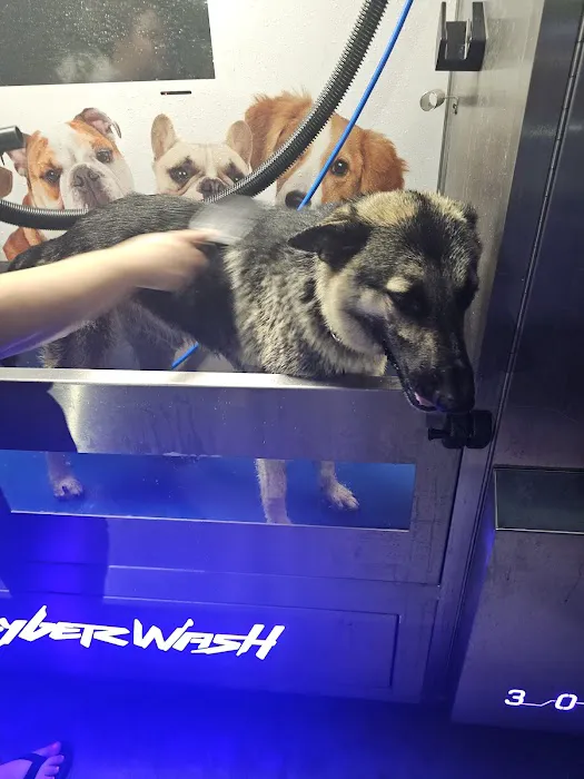 Shammy's Auto Wash Picture 7