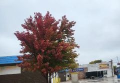 P K Shine Car Wash photo 3