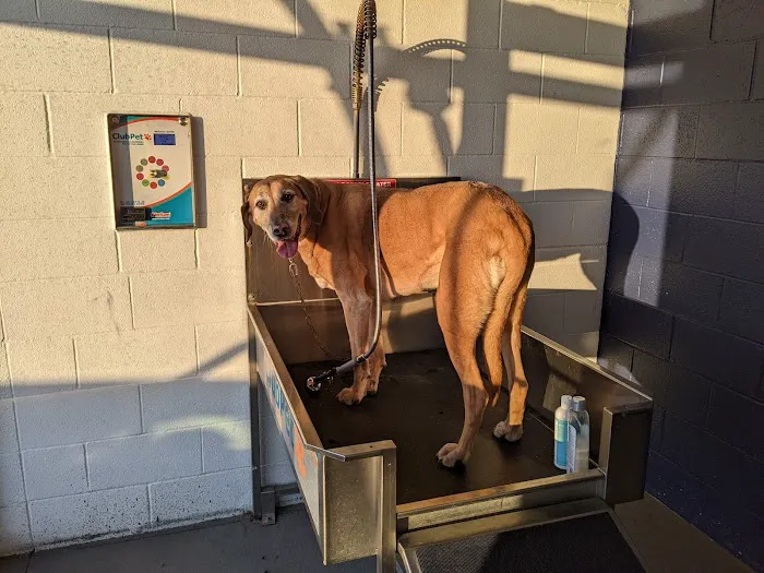 Rainstorm Car Wash Picture 10