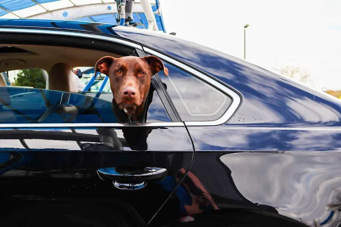 Camel Express Car Wash Picture 8