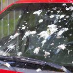 Tips to Remove Bird Droppings Without Damaging Paint (U.S. Guide)