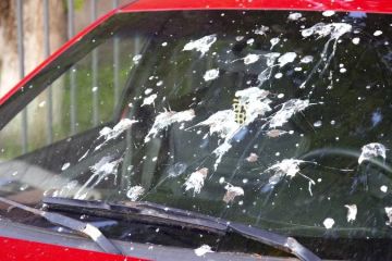 Tips to Remove Bird Droppings Without Damaging Paint (U.S. Guide)