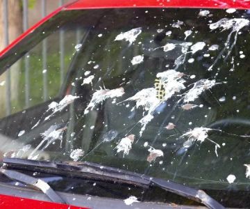 Tips to Remove Bird Droppings Without Damaging Paint (U.S. Guide)