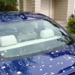 Tips to Remove Bird Droppings Without Damaging Paint