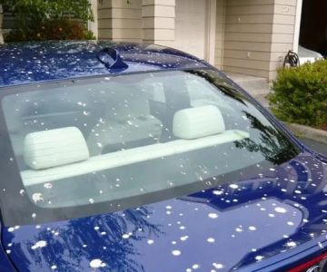 Tips to Remove Bird Droppings Without Damaging Paint