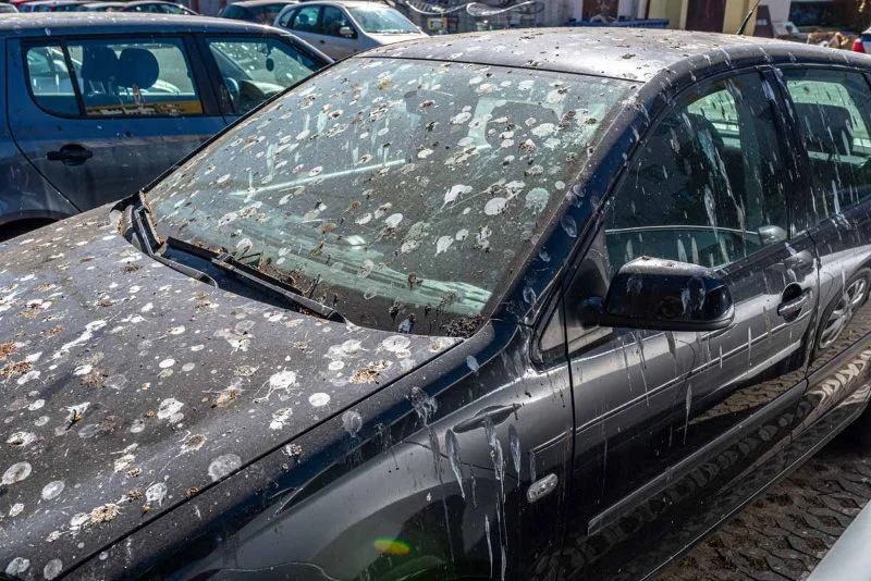 Removing Bird Droppings Immediately to Avoid Paint Damage – Expert Car Care Tips from Gibby Car Wash