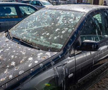 Removing Bird Droppings Immediately to Avoid Paint Damage – Expert Car Care Tips from Gibby Car Wash