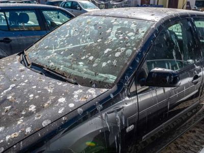 Removing Bird Droppings Immediately to Avoid Paint Damage – Expert Car Care Tips from Gibby Car Wash
