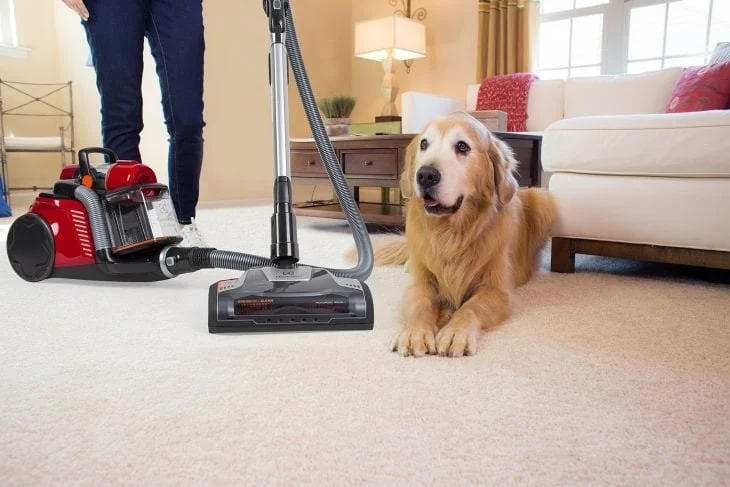 How to Effectively Clean Dog Hair from Seats and Carpets – Tips and Tools