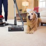 How to Effectively Clean Dog Hair from Seats and Carpets – Tips and Tools