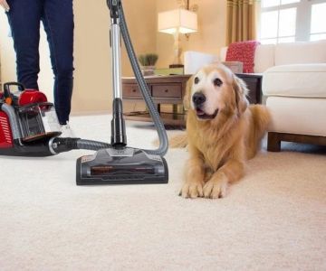 How to Effectively Clean Dog Hair from Seats and Carpets – Tips and Tools