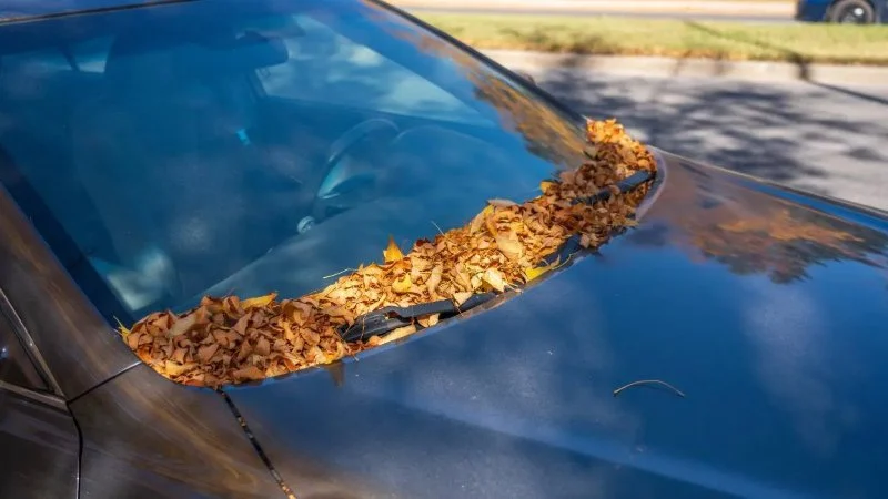 Best Ways to Remove Tree Sap from Windshields and Windows