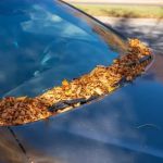 Best Ways to Remove Tree Sap from Windshields and Windows