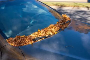 Best Ways to Remove Tree Sap from Windshields and Windows
