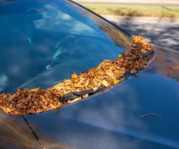 Best Ways to Remove Tree Sap from Windshields and Windows