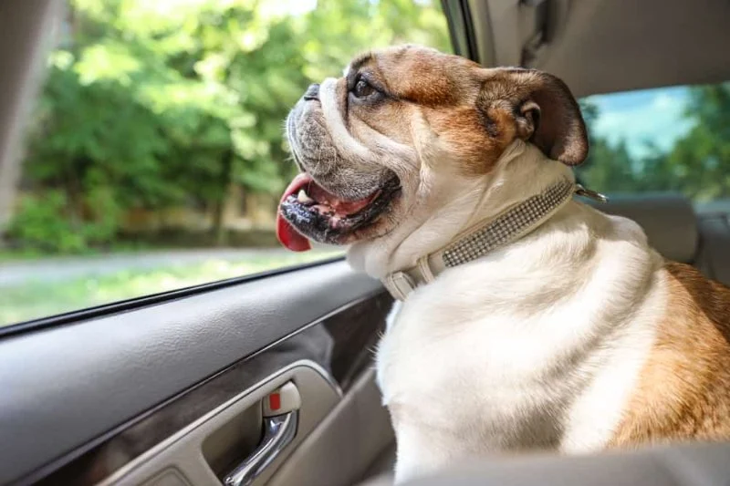 How to Clean Pet Odors from Car Interiors