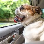 How to Clean Pet Odors from Car Interiors