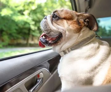 How to Clean Pet Odors from Car Interiors