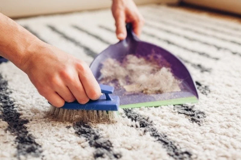 How to Clean Dog Hair from Seats and Carpets