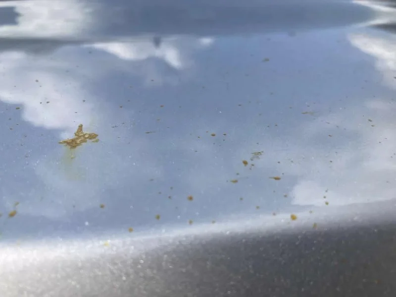 Removing Sap Stains from Car Paint Without Damage