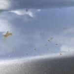 Removing Sap Stains from Car Paint Without Damage