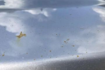 Removing Sap Stains from Car Paint Without Damage