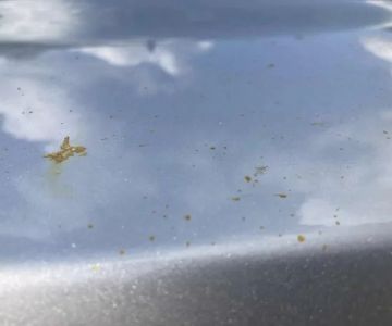 Removing Sap Stains from Car Paint Without Damage
