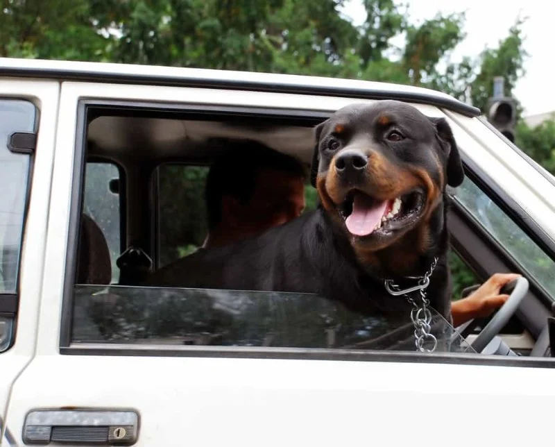 How to Clean Pet Odors from Car Interiors: Effective Tips and Solutions